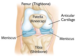 Knee Anatomy AAOS
